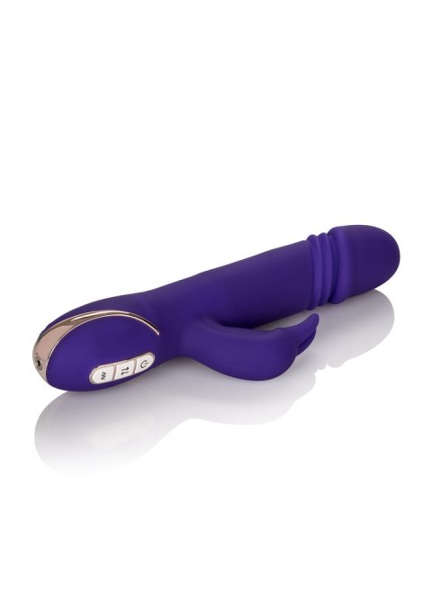 Thrusting Rabbit Signature Purple Calexotics