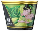 Massage Candle Exotic Green Tea Shunga